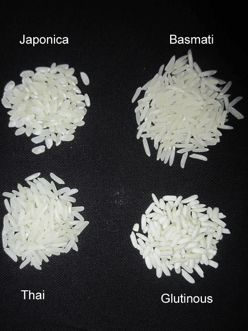 riz-rond-basmati-thai-gluant-3.png